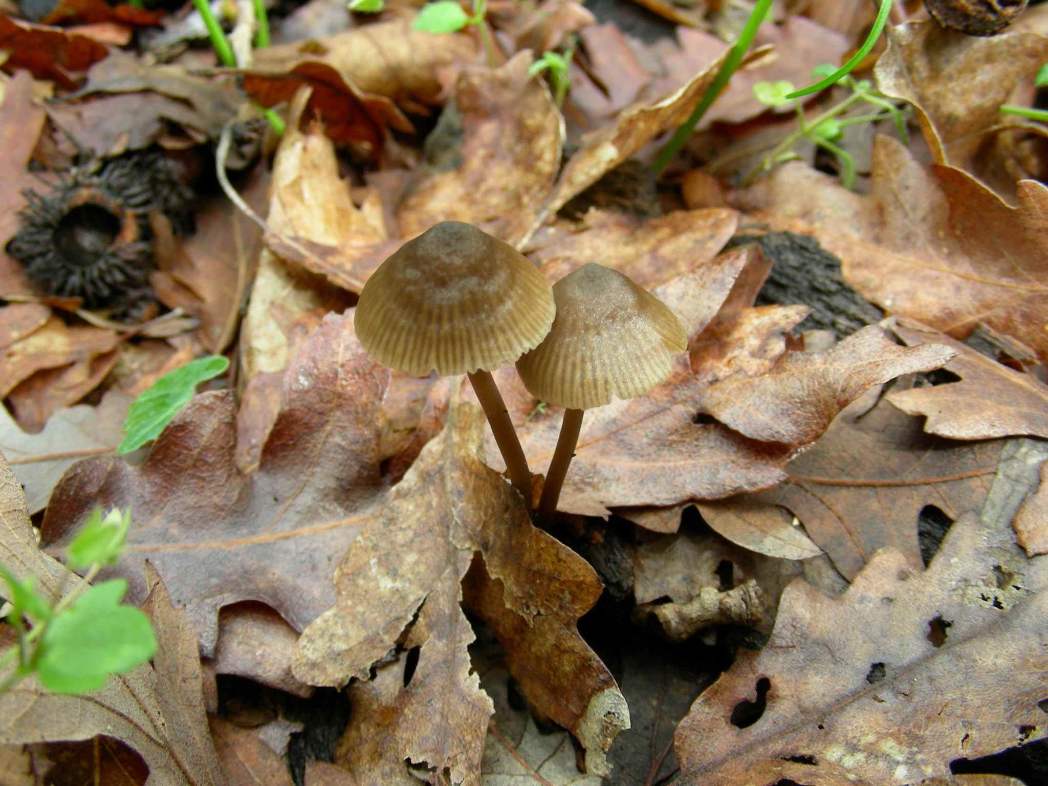 1946 Marzo vecchio ritrovamento